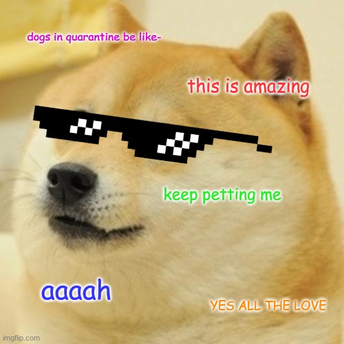 Doge Meme | dogs in quarantine be like-; this is amazing; keep petting me; aaaah; YES ALL THE LOVE | image tagged in memes,doge | made w/ Imgflip meme maker