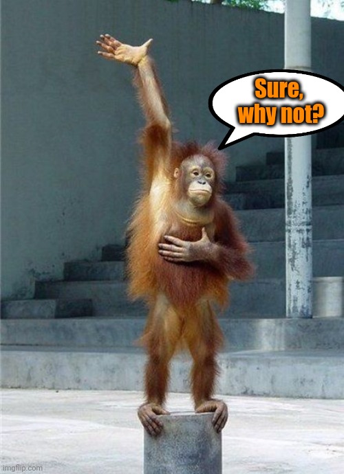 Monkey Raising Hand | Sure,   why not? | image tagged in monkey raising hand | made w/ Imgflip meme maker