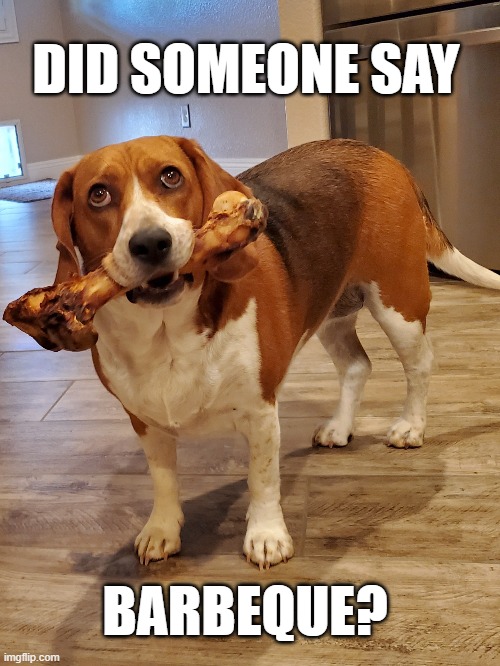 Dog Barbecue | DID SOMEONE SAY; BARBEQUE? | image tagged in bbq,dog | made w/ Imgflip meme maker