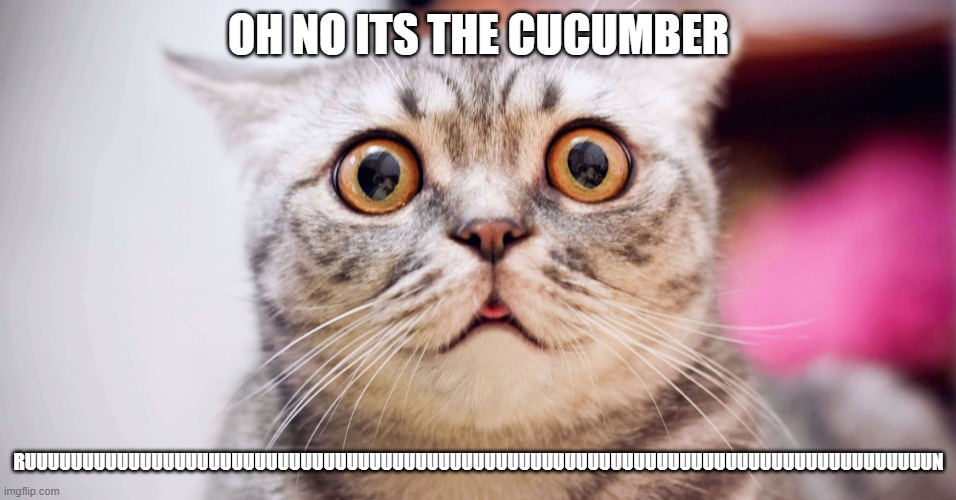 OH NO ITS THE CUCUMBER; RUUUUUUUUUUUUUUUUUUUUUUUUUUUUUUUUUUUUUUUUUUUUUUUUUUUUUUUUUUUUUUUUUUUUUUUUUUUUUUUN | image tagged in funny cats | made w/ Imgflip meme maker