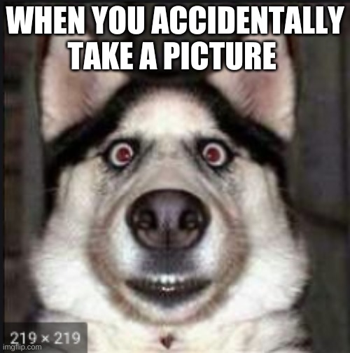 doggie | WHEN YOU ACCIDENTALLY TAKE A PICTURE | image tagged in iphone | made w/ Imgflip meme maker