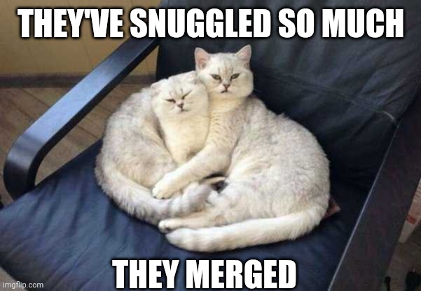 MERGED TOGETHER | THEY'VE SNUGGLED SO MUCH; THEY MERGED | image tagged in cats,funny cats | made w/ Imgflip meme maker