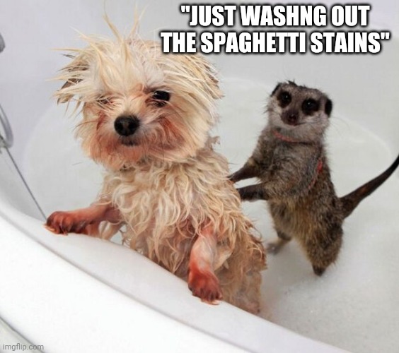 WHAT IS GOING ON? | "JUST WASHNG OUT THE SPAGHETTI STAINS" | image tagged in dogs,wtf | made w/ Imgflip meme maker