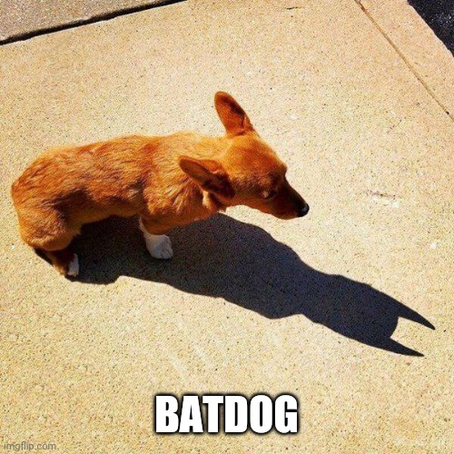 IT'S BATDOG | BATDOG | image tagged in dogs,batman | made w/ Imgflip meme maker
