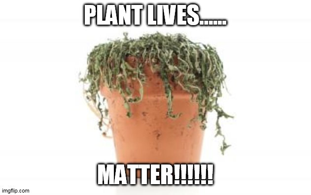 dead plant | PLANT LIVES...... MATTER!!!!!! | image tagged in dead plant | made w/ Imgflip meme maker