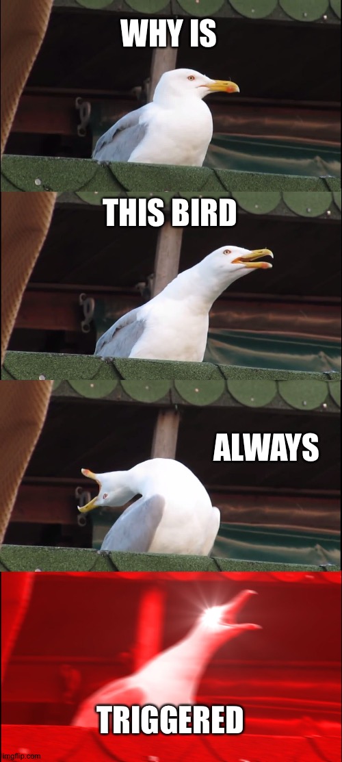 Inhaling Seagull Meme | WHY IS; THIS BIRD; ALWAYS; TRIGGERED | image tagged in memes,inhaling seagull | made w/ Imgflip meme maker