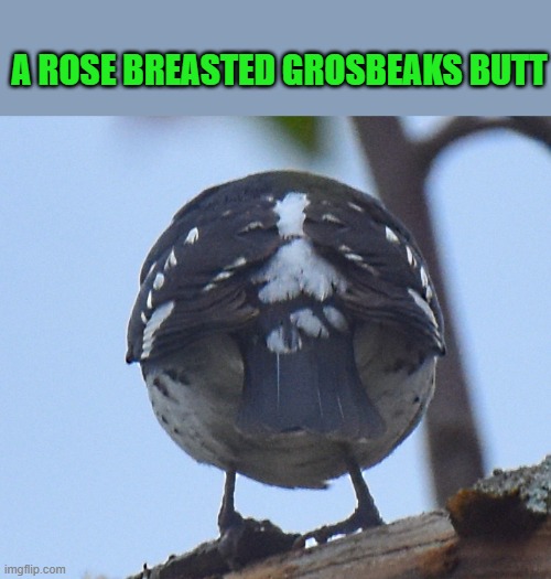 bird butt | A ROSE BREASTED GROSBEAKS BUTT | image tagged in grosbeak,butt | made w/ Imgflip meme maker