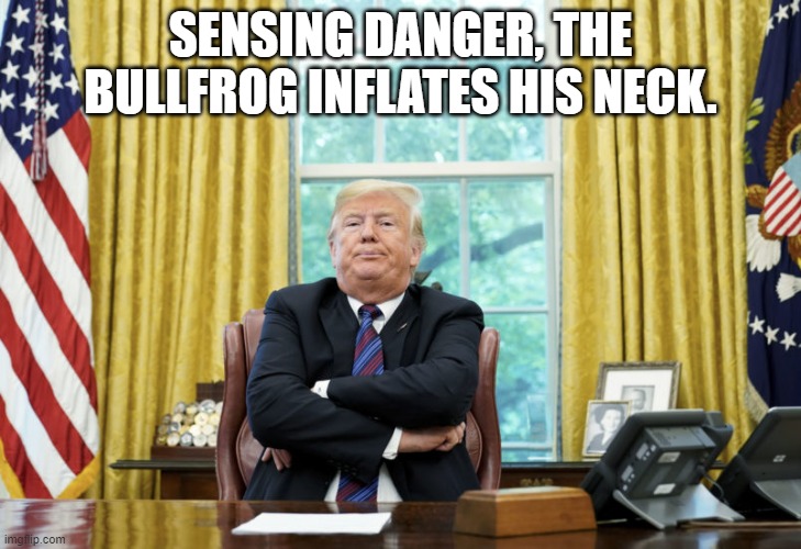 BullfrogTrump | SENSING DANGER, THE BULLFROG INFLATES HIS NECK. | image tagged in bullfrogtrump | made w/ Imgflip meme maker