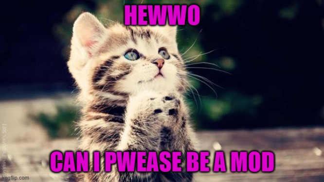 Praying cat | HEWWO; CAN I PWEASE BE A MOD | image tagged in praying cat | made w/ Imgflip meme maker