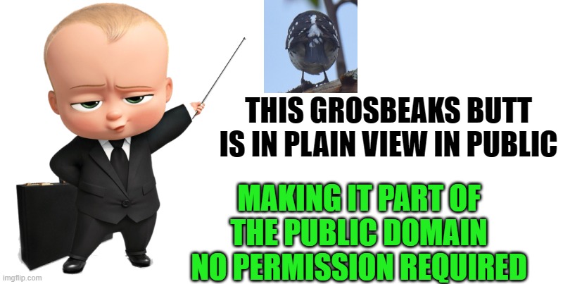 THIS GROSBEAKS BUTT IS IN PLAIN VIEW IN PUBLIC MAKING IT PART OF THE PUBLIC DOMAIN NO PERMISSION REQUIRED | made w/ Imgflip meme maker