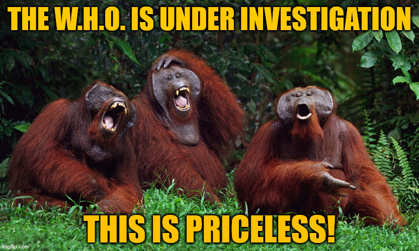 laughing orangutans | THE W.H.O. IS UNDER INVESTIGATION; THIS IS PRICELESS! | image tagged in laughing orangutans | made w/ Imgflip meme maker
