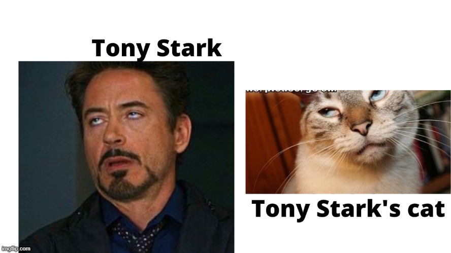 Tony's cat | image tagged in cat,meme,tony,cat meme,tony stark,marvel | made w/ Imgflip meme maker