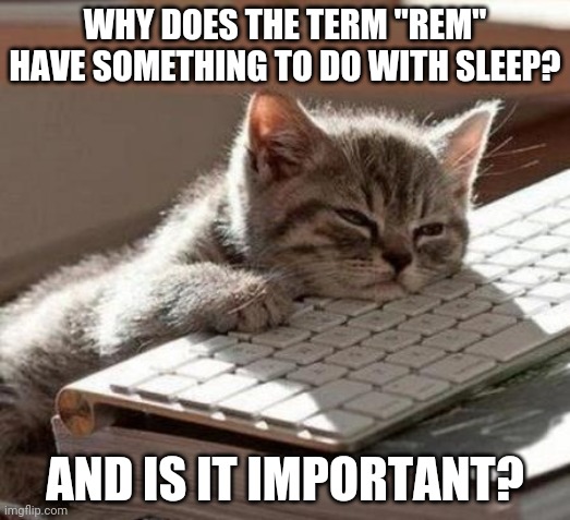 tired cat | WHY DOES THE TERM "REM" HAVE SOMETHING TO DO WITH SLEEP? AND IS IT IMPORTANT? | image tagged in tired cat | made w/ Imgflip meme maker