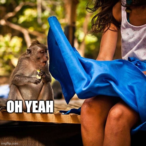 THE WIND IS A BLESSING | OH YEAH | image tagged in monkey,windy | made w/ Imgflip meme maker