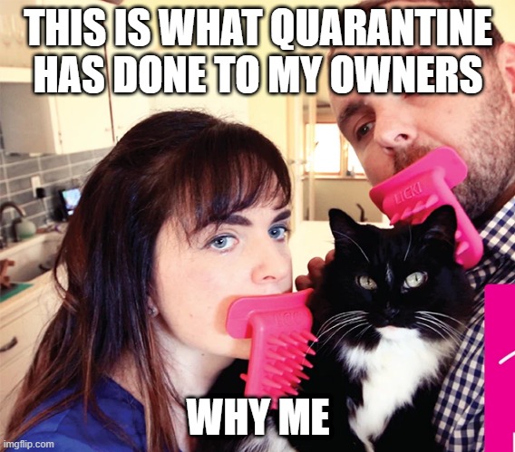 quarantine life | THIS IS WHAT QUARANTINE HAS DONE TO MY OWNERS; WHY ME | image tagged in grumpy cat,quarantine,why me,funny,funny cats,funny cat memes | made w/ Imgflip meme maker
