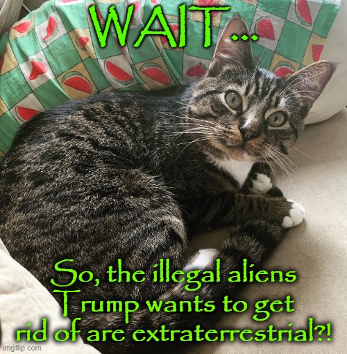 Trump's Illegal Aliens | WAIT... So, the illegal aliens Trump wants to get rid of are extraterrestrial?! | image tagged in wtf cat | made w/ Imgflip meme maker