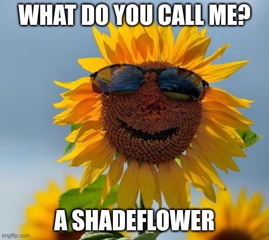 Cool sunflower | WHAT DO YOU CALL ME? A SHADEFLOWER | image tagged in cool sunflower | made w/ Imgflip meme maker