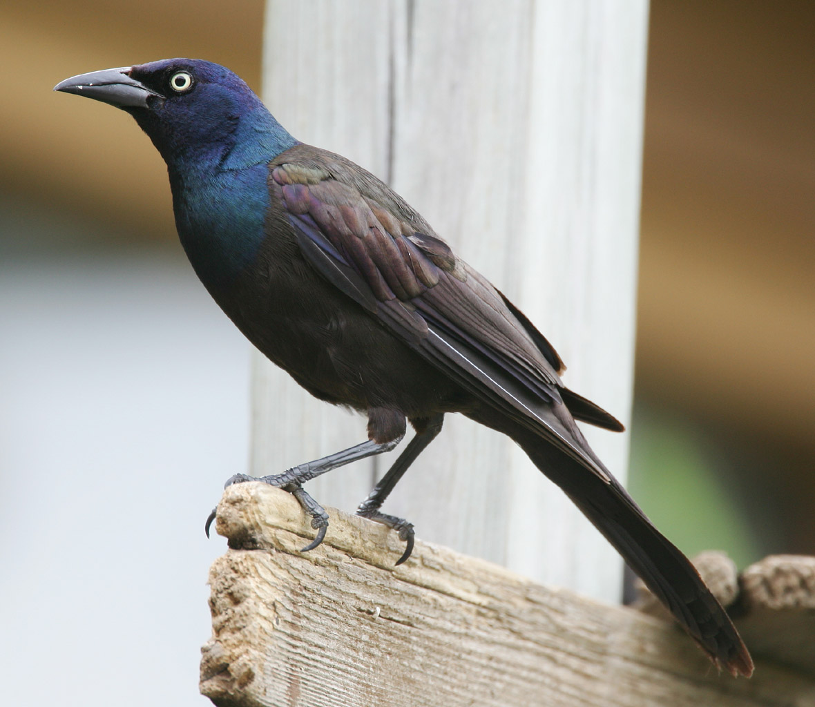 Common grackle Blank Meme Template