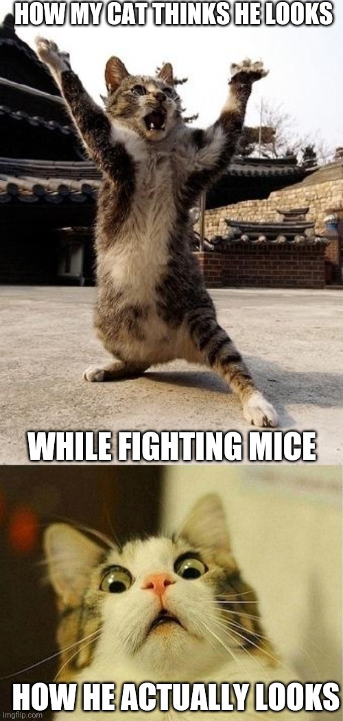 HOW MY CAT THINKS HE LOOKS; WHILE FIGHTING MICE; HOW HE ACTUALLY LOOKS | image tagged in memes,scared cat,kung fu kitten,mice,hunting,cats | made w/ Imgflip meme maker