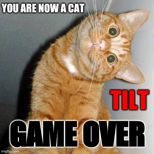 CAT GAME | YOU ARE NOW A CAT; TILT; GAME OVER | image tagged in cat,game,gaming,game over,meme | made w/ Imgflip meme maker