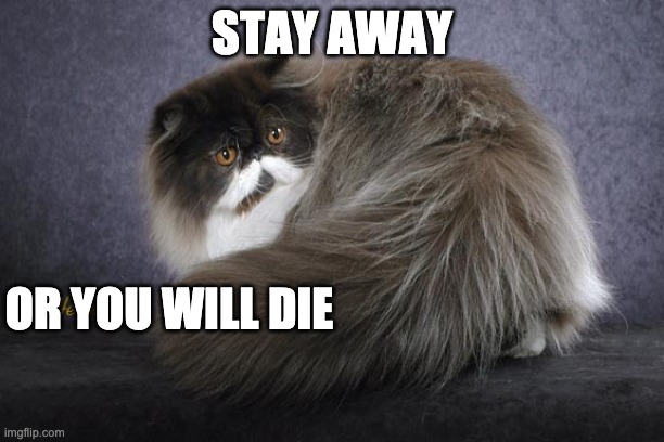 mewww | STAY AWAY; OR YOU WILL DIE | image tagged in cats | made w/ Imgflip meme maker