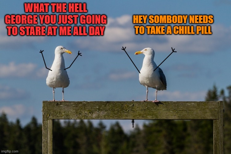 real arms fake birds | HEY SOMBODY NEEDS TO TAKE A CHILL PILL; WHAT THE HELL GEORGE YOU JUST GOING TO STARE AT ME ALL DAY | image tagged in seagulls,stick arms | made w/ Imgflip meme maker