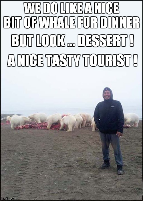 Polar Bear's Dessert ! | WE DO LIKE A NICE BIT OF WHALE FOR DINNER; BUT LOOK … DESSERT ! A NICE TASTY TOURIST ! | image tagged in fun,polar bears,you're an idiot,dessert | made w/ Imgflip meme maker