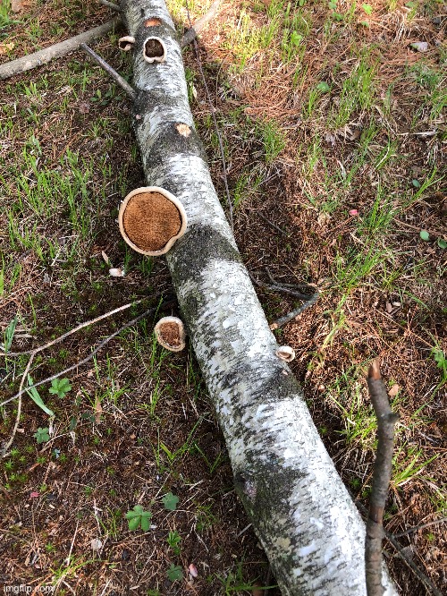 Mushrooms growing on a white birch | image tagged in random stuff in my yard | made w/ Imgflip meme maker