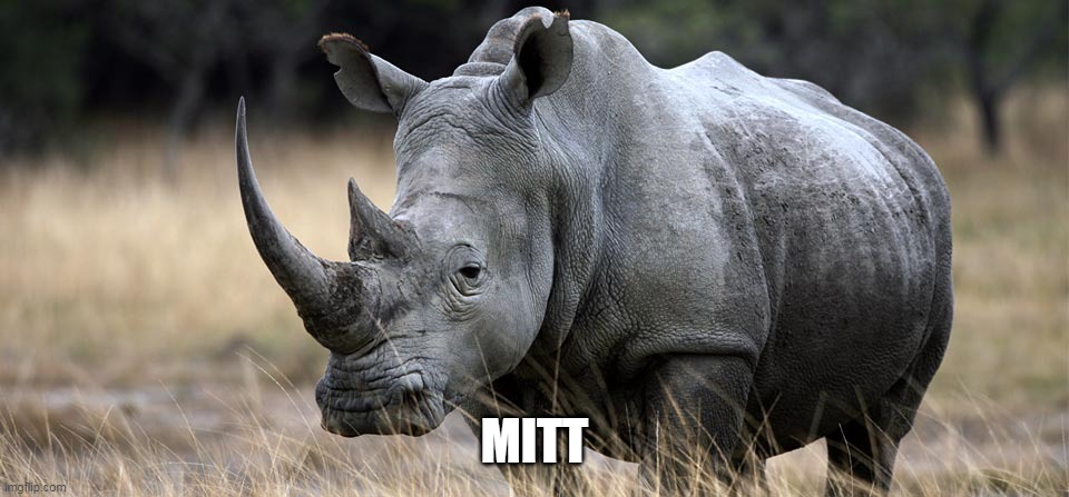 rhino | MITT | image tagged in rhino | made w/ Imgflip meme maker