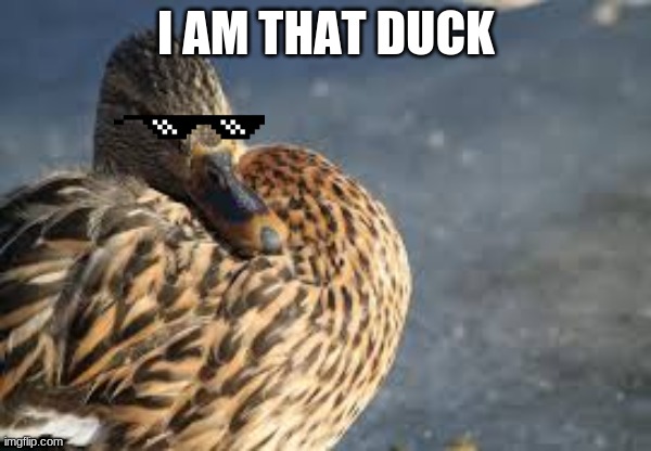 I am that duck | I AM THAT DUCK | image tagged in memes | made w/ Imgflip meme maker