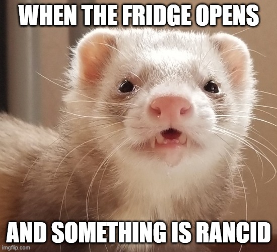 farty ferret | WHEN THE FRIDGE OPENS; AND SOMETHING IS RANCID | image tagged in fart smelling ferret | made w/ Imgflip meme maker