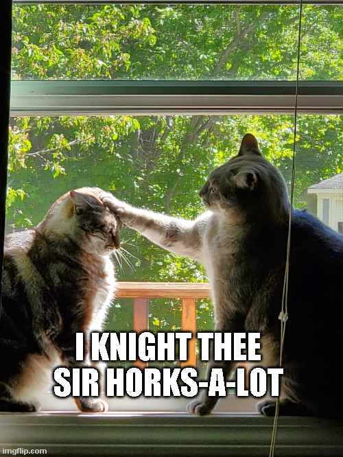 Cat Knighthood | I KNIGHT THEE SIR HORKS-A-LOT | image tagged in cats,knight | made w/ Imgflip meme maker