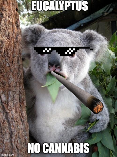 Surprised Koala | EUCALYPTUS; NO CANNABIS | image tagged in memes,surprised koala | made w/ Imgflip meme maker