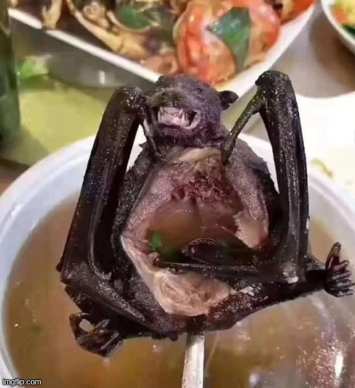 bat | image tagged in bat | made w/ Imgflip meme maker