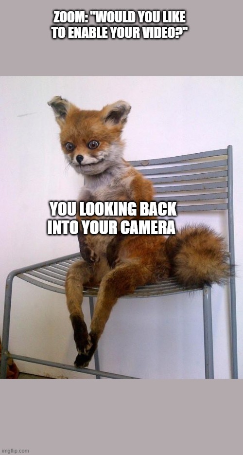 Stoned Fox | ZOOM: "WOULD YOU LIKE TO ENABLE YOUR VIDEO?"; YOU LOOKING BACK INTO YOUR CAMERA | image tagged in stoned fox | made w/ Imgflip meme maker