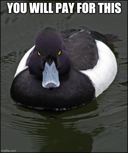 Angry duck | YOU WILL PAY FOR THIS | image tagged in angry duck | made w/ Imgflip meme maker