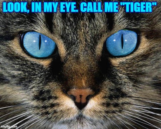 Tony the Tiger, Cat Hypnotist | LOOK, IN MY EYE. CALL ME "TIGER" | image tagged in vince vance,tony the tiger,they're great,cats,frosted flakes,funny cat memes | made w/ Imgflip meme maker