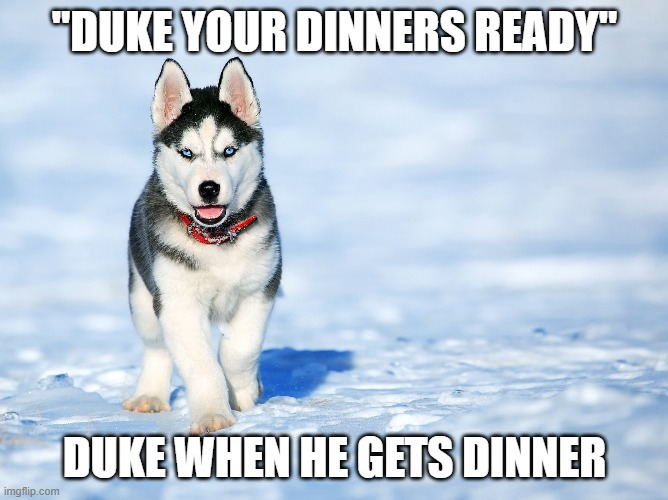 "DUKE YOUR DINNERS READY"; DUKE WHEN HE GETS DINNER | made w/ Imgflip meme maker