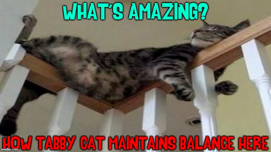 Tabby risks one of his lives | WHAT'S AMAZING? HOW TABBY CAT MAINTAINS BALANCE HERE | image tagged in vince vance,cats,funny cat memes,cat nap,i love cats,cats are awesome | made w/ Imgflip meme maker