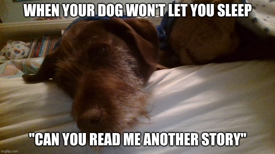 Bedtime | WHEN YOUR DOG WON'T LET YOU SLEEP; "CAN YOU READ ME ANOTHER STORY" | image tagged in yup | made w/ Imgflip meme maker