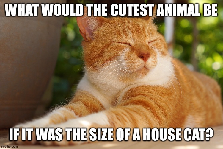 ???? | WHAT WOULD THE CUTEST ANIMAL BE; IF IT WAS THE SIZE OF A HOUSE CAT? | image tagged in cats,think | made w/ Imgflip meme maker