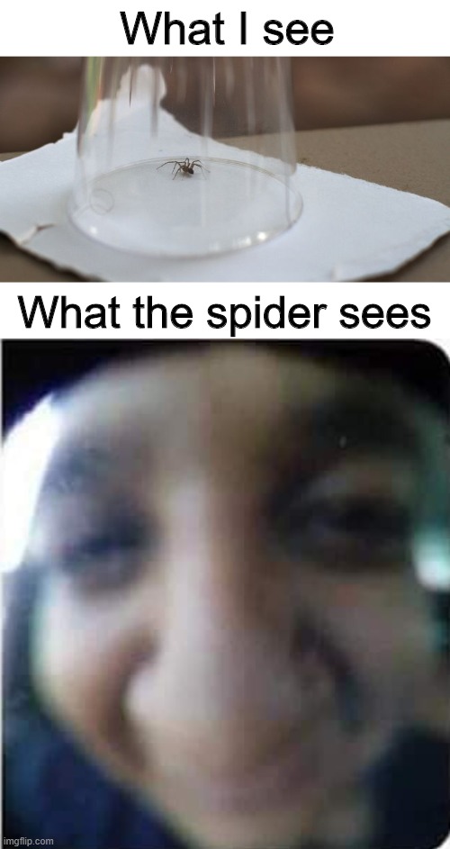 I see you! | What I see; What the spider sees | image tagged in memes,funny,spider,cup,comparison | made w/ Imgflip meme maker