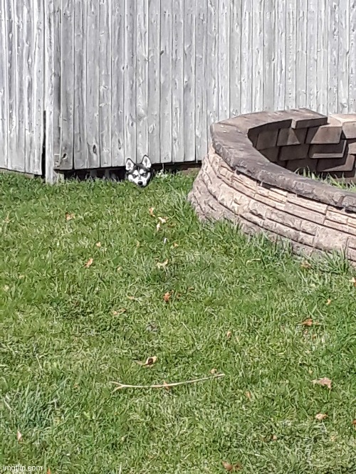 My neighbor's dog cracked me up a few weeks ago, lol | image tagged in peekaboo,i want out | made w/ Imgflip meme maker