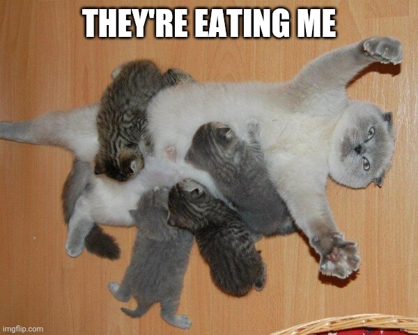 SHE LOOKS LIKE SHE'S BEING ATTACKED BY MINI ZOMBIES | THEY'RE EATING ME | image tagged in cats,funny cats,cute kittens | made w/ Imgflip meme maker