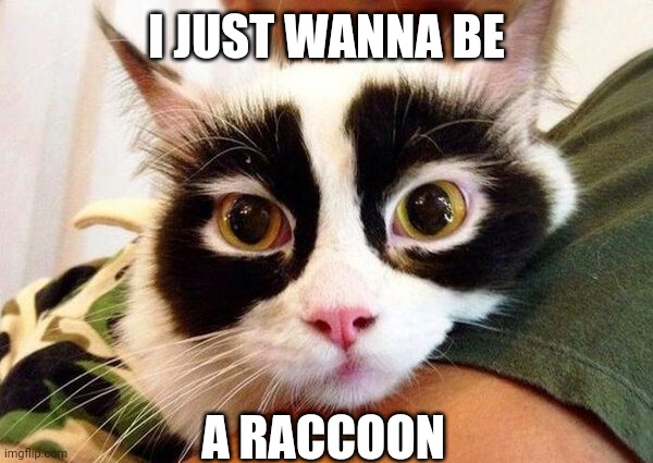 COON CAT | I JUST WANNA BE; A RACCOON | image tagged in cats,funny cats | made w/ Imgflip meme maker