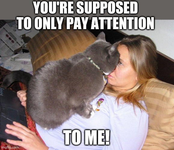 LOOK AT ME | YOU'RE SUPPOSED TO ONLY PAY ATTENTION; TO ME! | image tagged in cats,funny cats | made w/ Imgflip meme maker