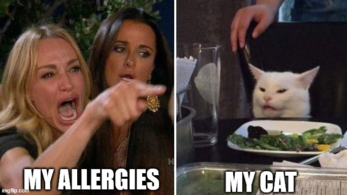 Allergies vs My Cat | MY CAT; MY ALLERGIES | image tagged in angry lady cat,allergies | made w/ Imgflip meme maker