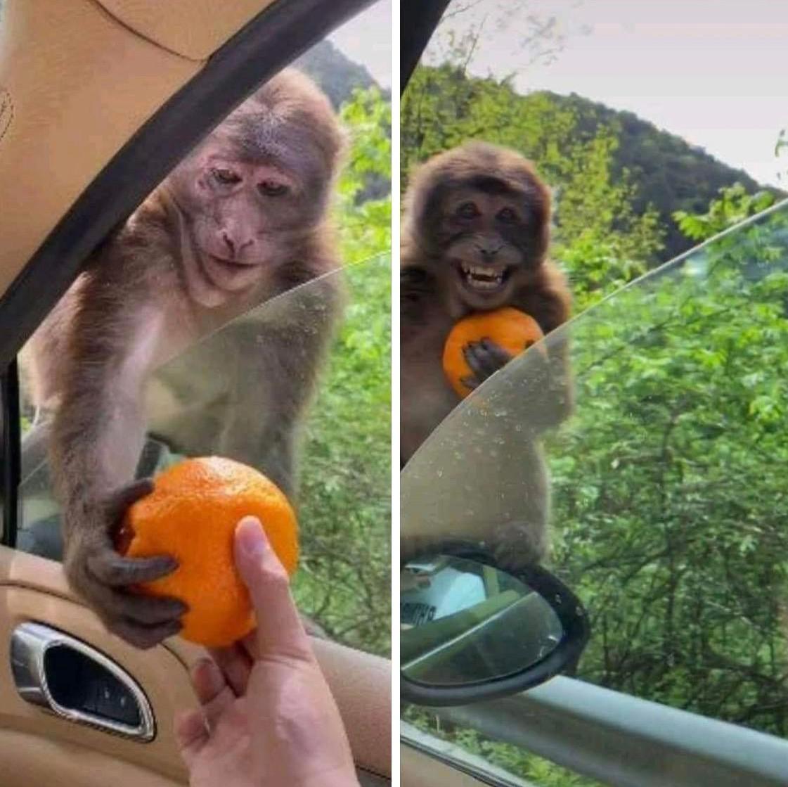 Monkey Orange Blank Meme Template
