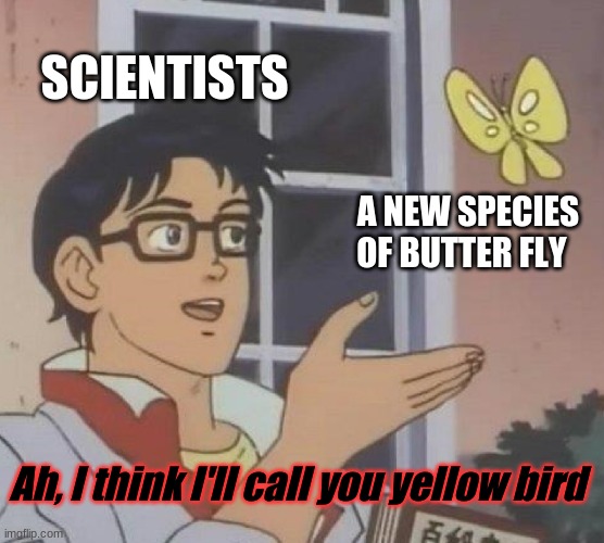 I wonder... | SCIENTISTS; A NEW SPECIES OF BUTTER FLY; Ah, I think I'll call you yellow bird | image tagged in memes,is this a pigeon | made w/ Imgflip meme maker