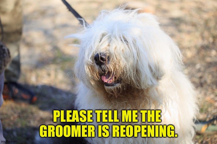 I needs a haircut! | PLEASE TELL ME THE 
GROOMER IS REOPENING. | image tagged in shaggy dog | made w/ Imgflip meme maker